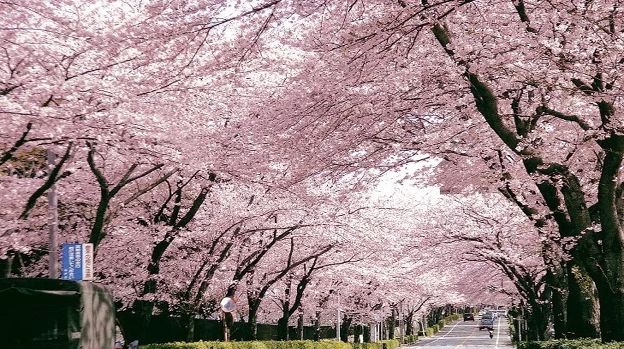 桜